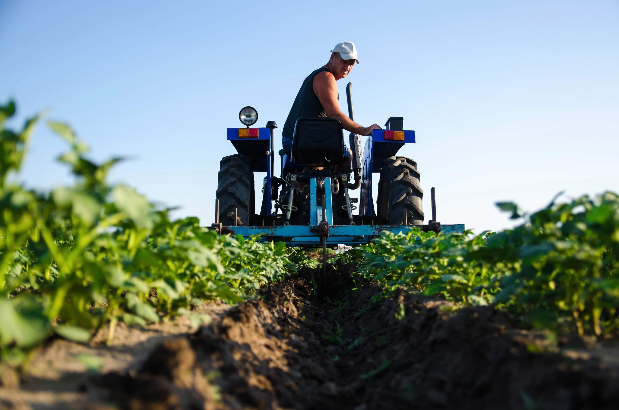 A farmer on a tractor cultivates a potato plantation. Agroindustry and agribusiness. Cultivation of a young potato field. Loosening of the soil between the rows of bushes.